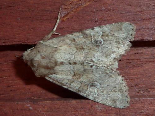 Réf. 183 022 : Apamea sordens